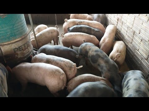 Vídeo: Como manter ratos holandeses aquecidos
