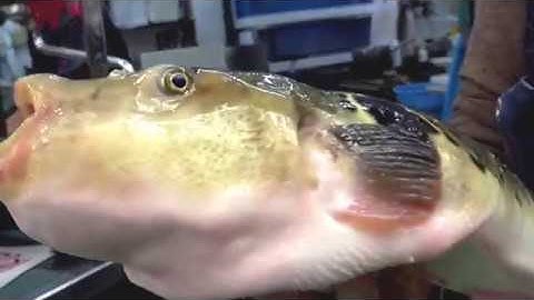 Cách đầu bếp Nhật làm thịt 1 con Cá Nóc điêu luyện