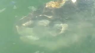 Mola Mola In Shinnecock Bay 12