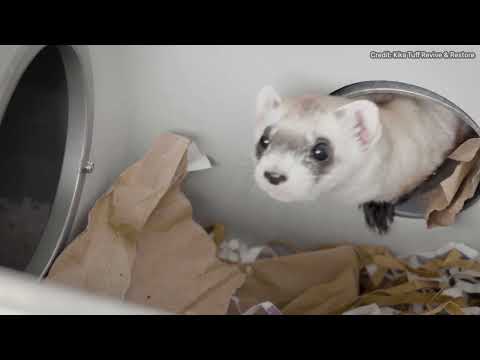 Two Black Footed Ferret Clones Born