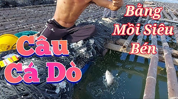 Chia Sẻ Cách Câu Cá Dò Bằng Mồi Ốc Bưu Vàng Cực Nhạy | Fishing "DÒ" with golden snail bait