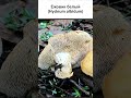 ГРИБЫ ЕЖОВИКИ ВСЕ ВИДЫ (1 часть) #short #shorts #shortsvideo