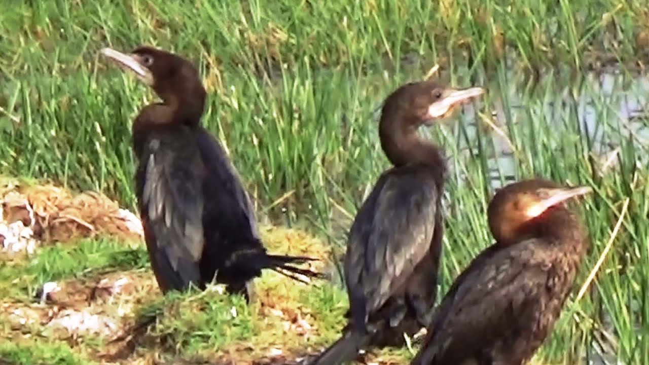 Large Cormorants HD - Mangalajodi Wetlands, Chilika Lake, Odisha