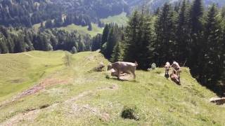 Heidiluchona vacas suizas en Appenzeller 2