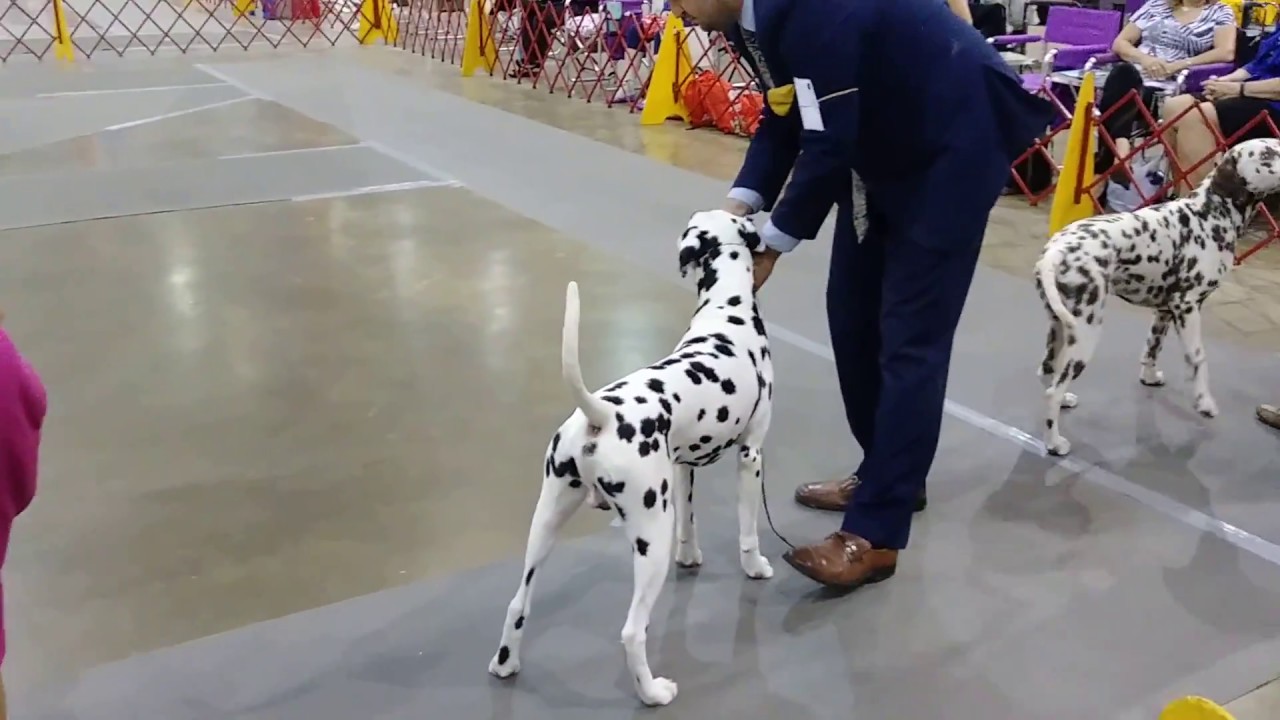 dalmatian kennel club
