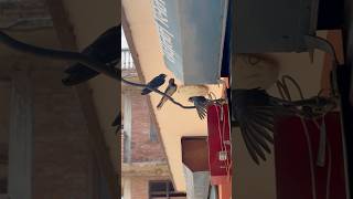 #swallowbird #birds #ytshorts #shortvideo #shorts