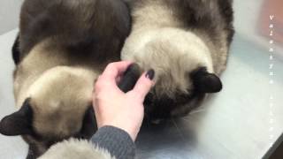 Кошачий поход к доктору =^..^= СИАМСКИЕ КОШКИ Кошачий поход к доктору =^..^= СИАМСКИЕ КОШКИ