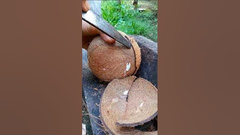 Excellent technique removing coconut from its shell