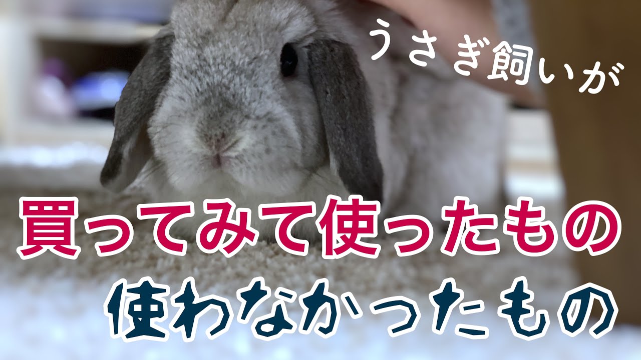 うさぎ飼いが買ってみて使ったもの使わなかったもの ホーランドロップ Bunny Holland Lop Youtube