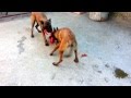 Cachorros pastor belga malinois de 6 meses
