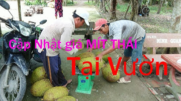 Giá MÍT THÁI SIÊU SỚM Tại Vườn.Theo Lái Ra Vườn Cắt Mít|MTPL