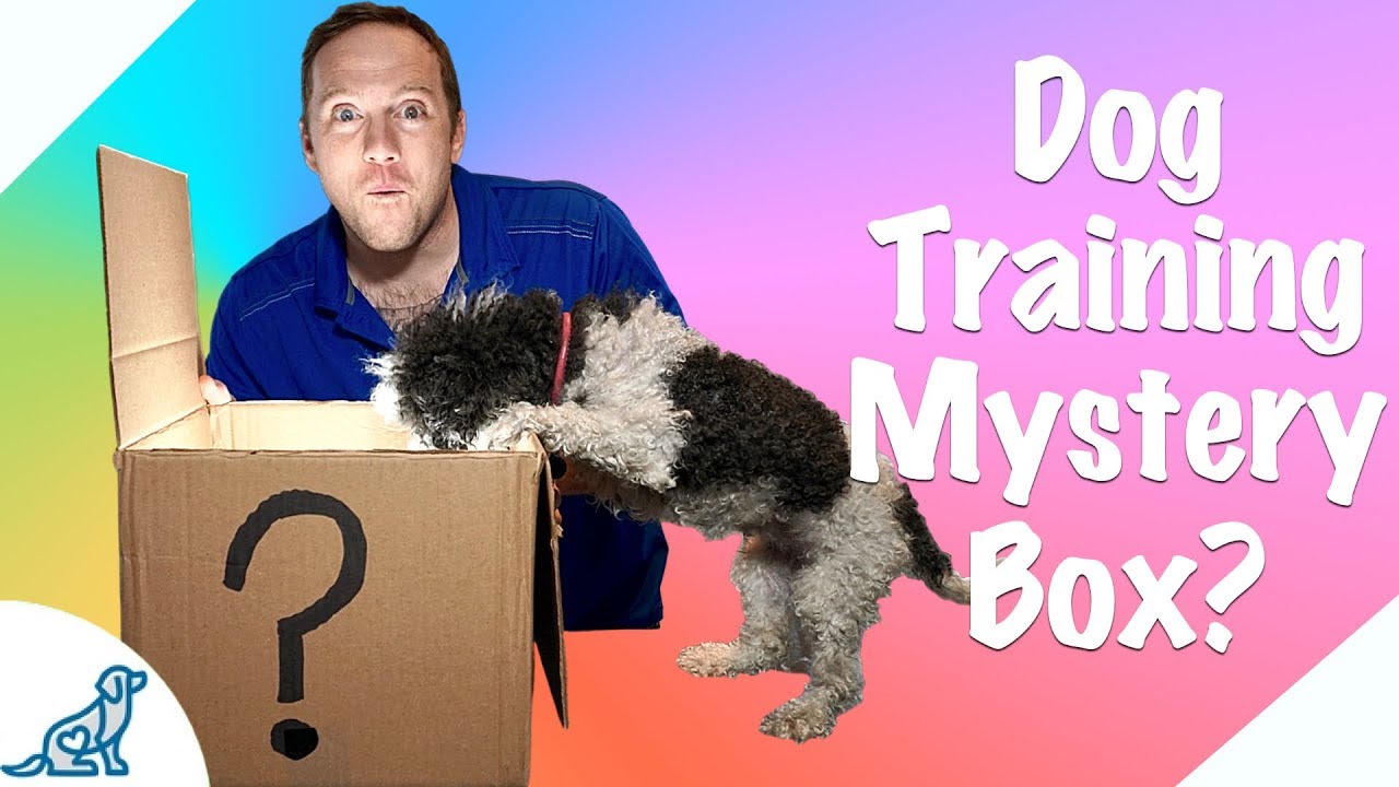 Online Dog Training For Free! Professional Dog Training Tips YouTube