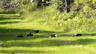 Bald eagle feeding frenzy