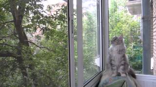 Maine Coon watching birds. Мейн Кун наблюдает за птицами.