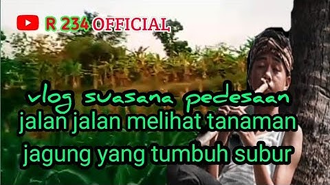 vlog suasana desa || jalan jalan melihat tanaman jagung || instrumen musik Sunda @r234official5