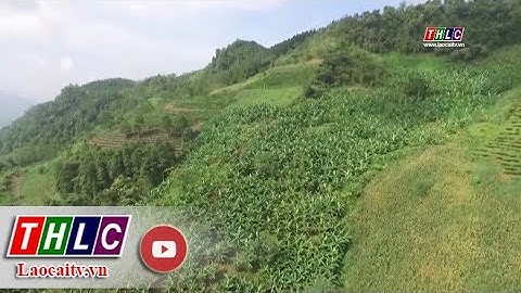 Mường Khương: Diện tích trồng chuối giảm mạnh | THLC