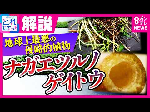 【異常事態】「とどめを刺される思い」千葉・印旛沼の堤防決壊で“地球上最悪の侵略植物”ナガエツルノゲイトウが水田に侵食 東京都内でも増殖確認される｜旬感LIVE とれたてっ！〈カンテレNEWS〉