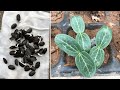 How to grow loofah from seed, easy for beginners | grow loofah at home | loofah