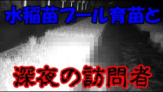 プール育苗と深夜の訪問者！
