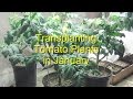 Transplanting Tomatoes in January in Idaho