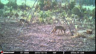 Coyote eating corn in East Texas Do Coyotes Eat Corn