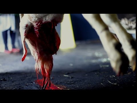 Sacrifice - A Slaughterhouse Documentary