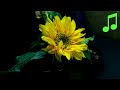 Life cycle of a sunflower time lapse with music