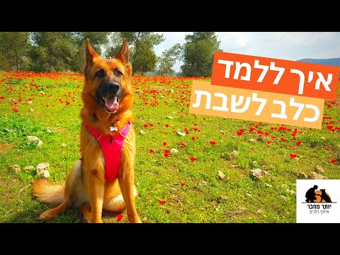 איך ללמד כלב לשבת | צעד אחרי צעד