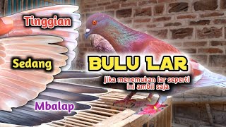 How to choose a high pigeon from larval feathers