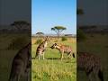 The kangaroo mother makes unexpected move against hyena...#funnyanimalsshorts  #wildlife