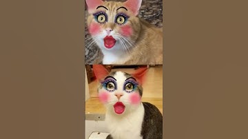 APT APT cat funny version😺😍#catdance #dance #apt #rosé #apt #funny #youtubeshorts #ytshorts #cat