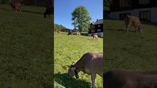 Cow Bells  cowbells cows murren murrenswitzerland travel