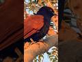 Greater Coucal #shorts