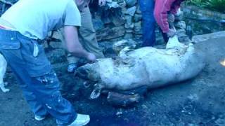 Matanza en Peroamigo -Parte 1- (Sevilla) 28-01-2010