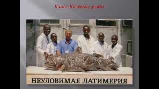 Многообразие мира животных.AVI Многообразие мира животных.AVI