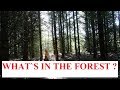 Invasion forest.  What happened here ?.