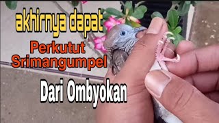 Sri Mangumpel Turtle Dove/Sri Mangempel From Ombyokan