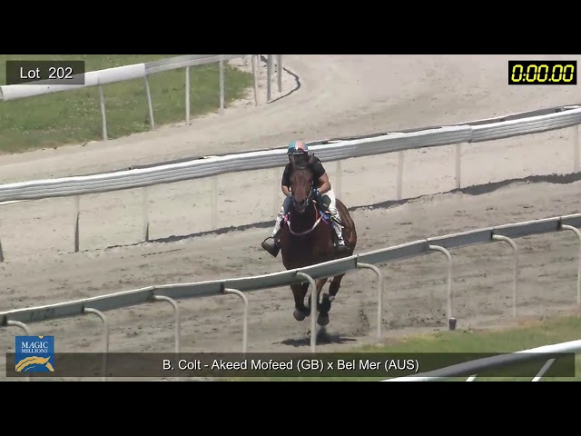 Lot202 Colt - Akeed Mofeed X Bel Mer (Breeze Up)
