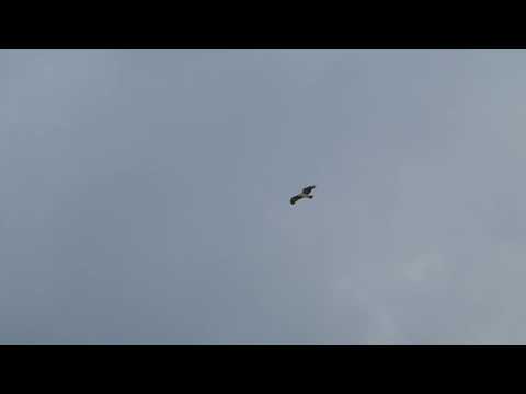 Slangenarend (Circaetus gallicus,