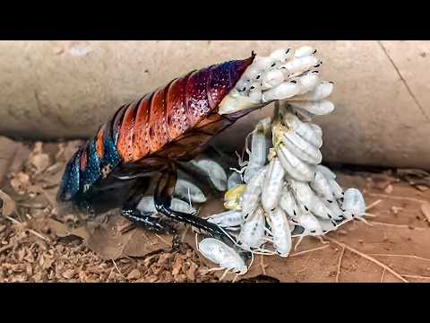 Les Façons Folles Dont les Animaux Donnent Naissance