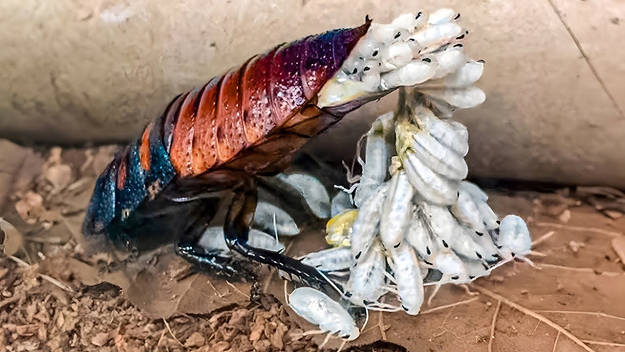 Les Façons Folles Dont les Animaux Donnent Naissance