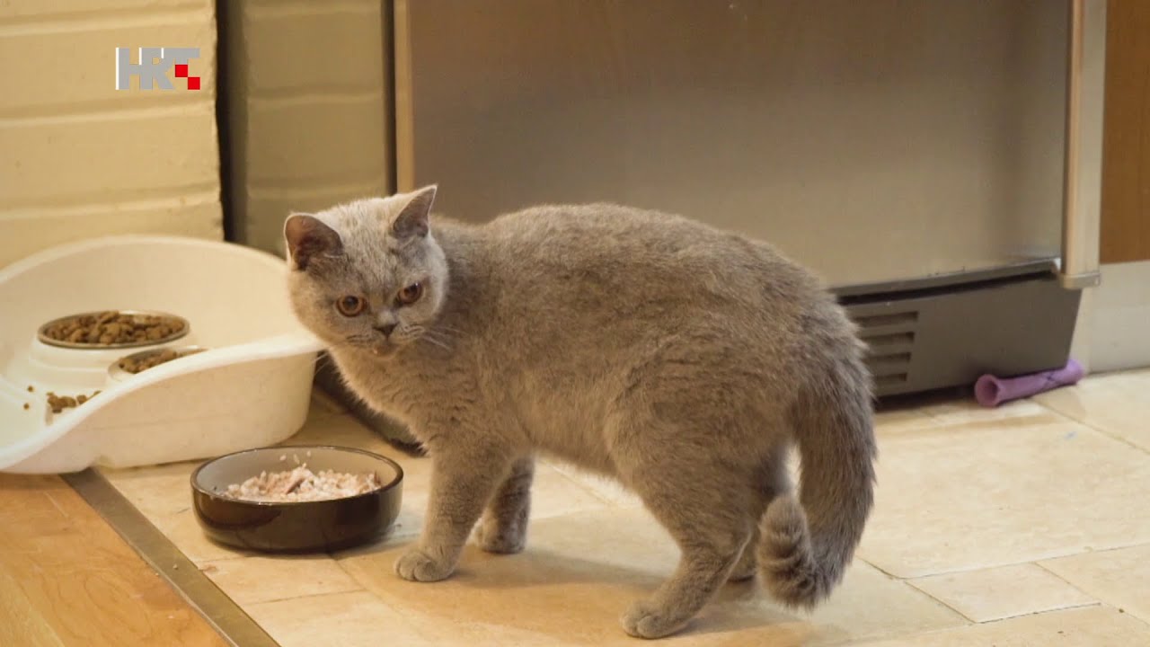 VOLIM ŽIVOTINJE - MOJ LJUBIMAC - Helena i mačke