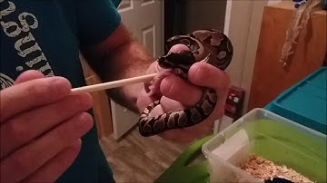 Assist feeding baby ball python