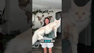 The Biggest Cat In The World  phonk cat