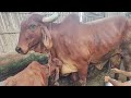  #मेरी सबसे प्यारी गौ माता 🐄😍#long video #😱youtube #🙏🙏प्लीज दोस्तों ज्यादा से ज्यादा सपोर्ट करें 😟😟