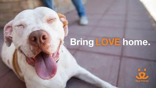 Bring Love Home - Reintroduced