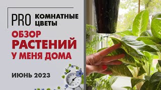 Обзор растений у меня дома. Второй этаж. Июнь 2023.