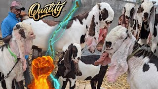 Geams Son 6 Month Male  Quality Breeder Breedline In Hyd 