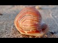 Lake Superior Agate Hunting in the Eastern U.P.