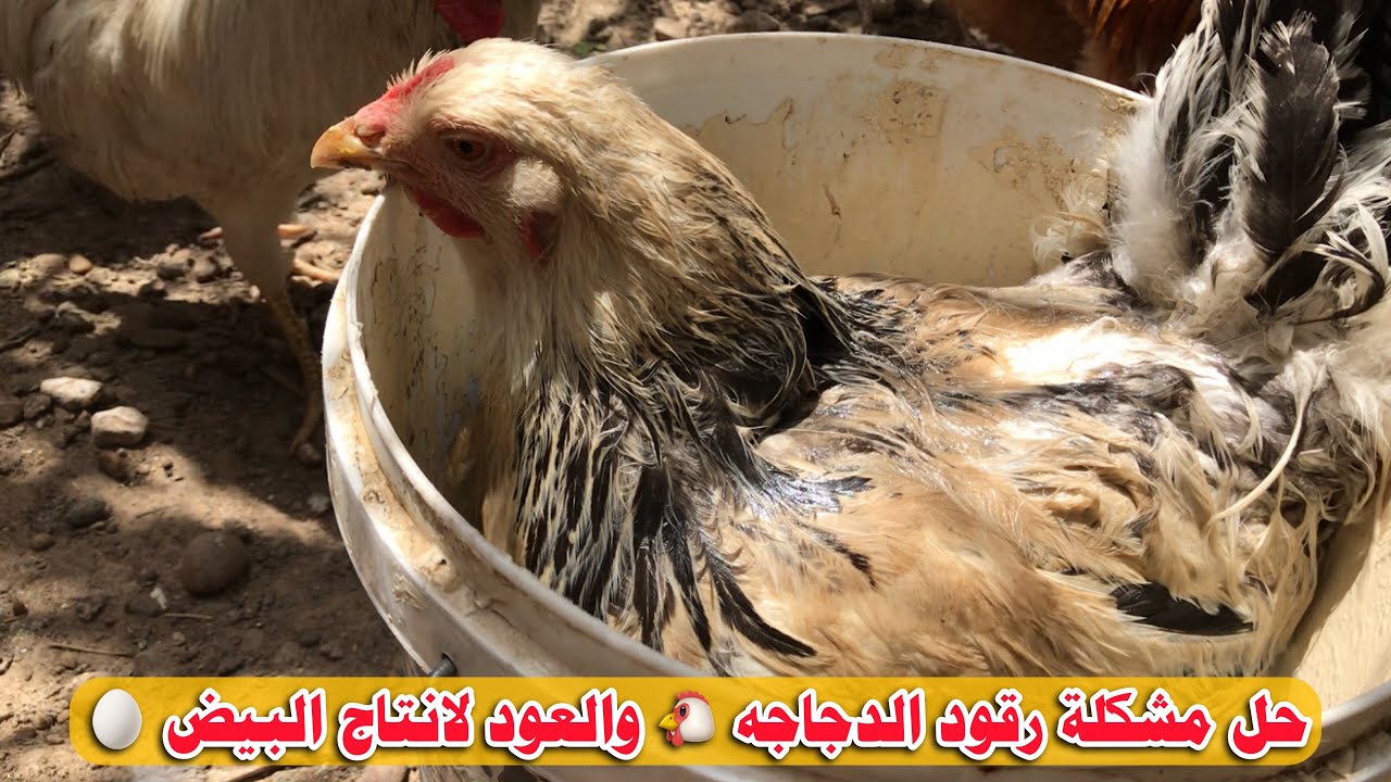 منع الدجاجة من الرقود والعودة لانتاج البيض 🥚